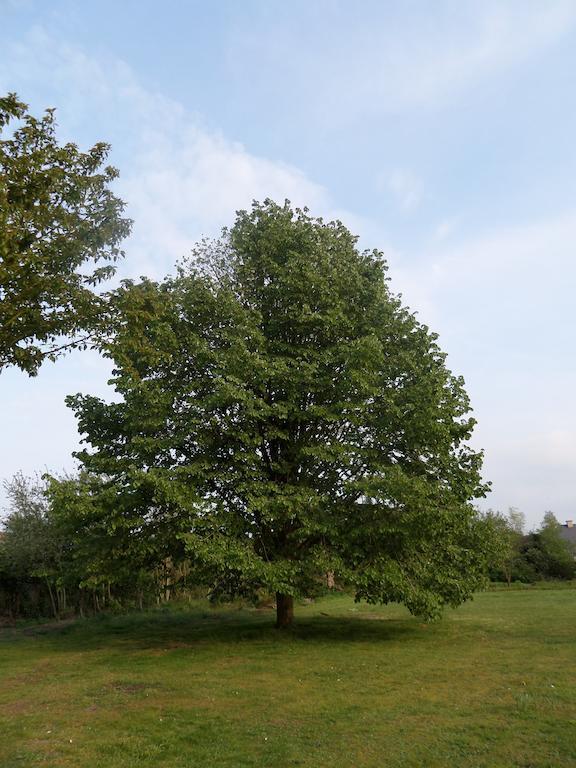Villa Bijenhof Varsenare Pokój zdjęcie
